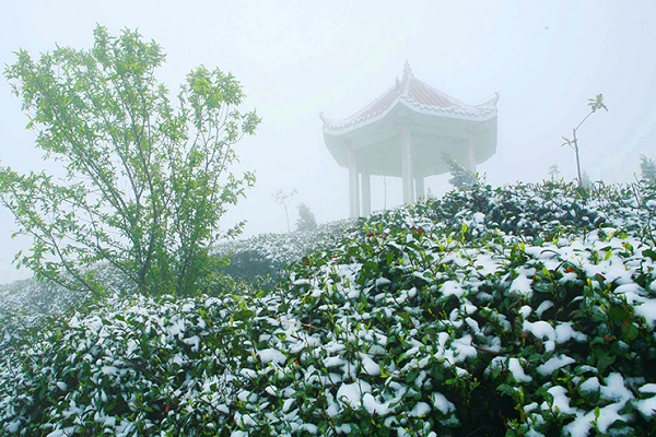 仰天雪绿加盟费