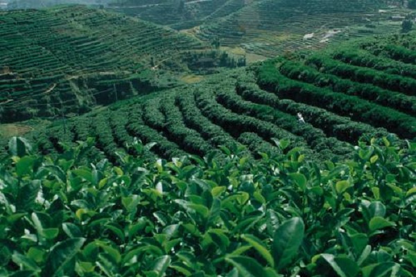 华国茗人加盟费