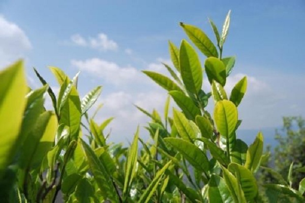 翠泉绿茶加盟费