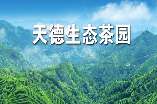 天德名茶加盟费