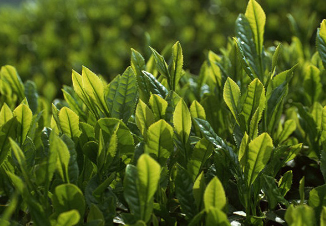老曼峨普洱茶加盟门店