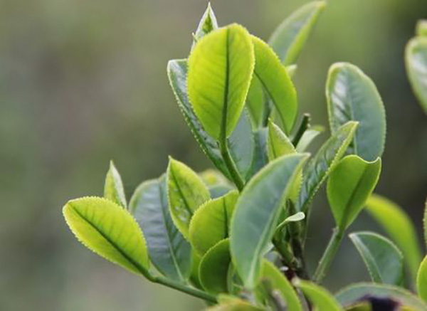 潇湘茶业加盟店