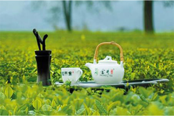 金井茶业加盟门店