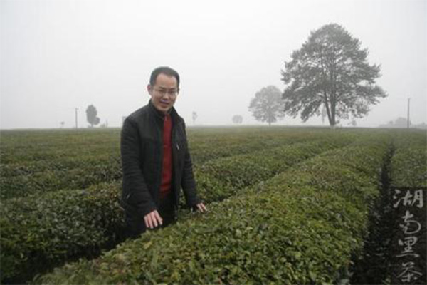 金井茶业加盟费