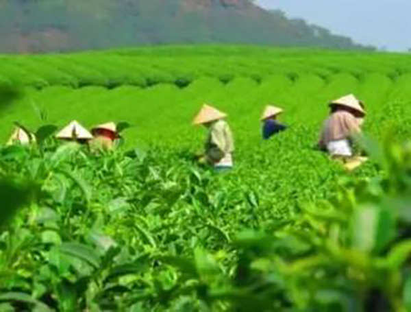 潇湘茶业加盟店