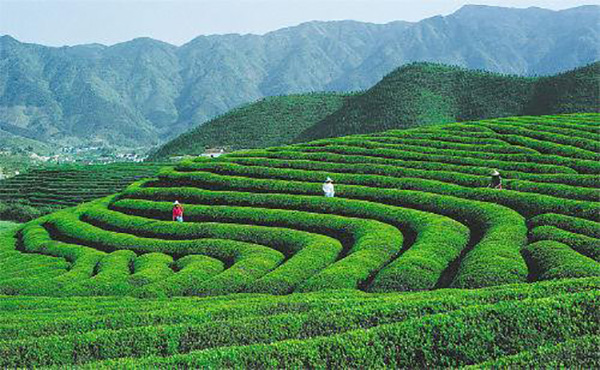 九华山茶业加盟店