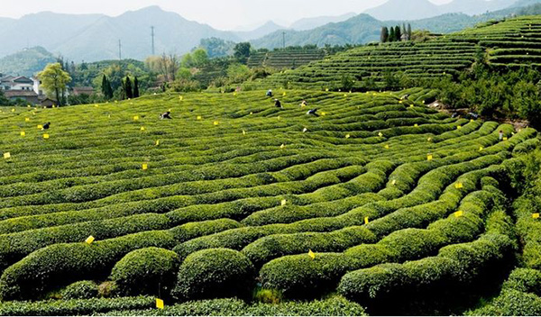 天荣茶业加盟店