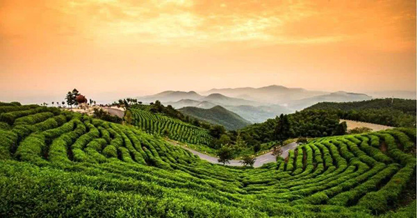 九华山茶业加盟店