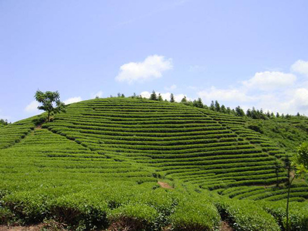 天荣茶业加盟店