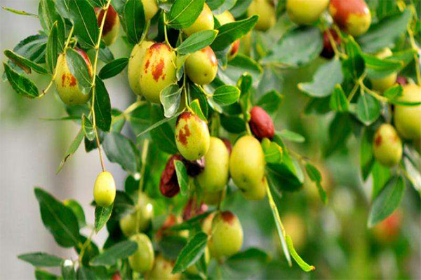 亿品佳枣业加盟费