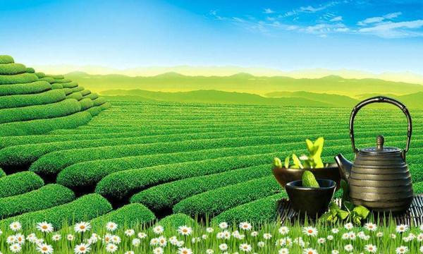 天一堂茶业加盟