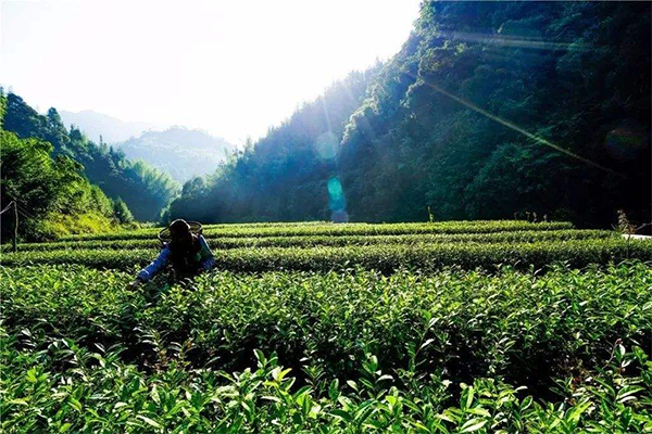 茗仁茶业加盟费