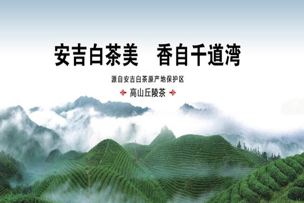 千道湾安吉白茶加盟费