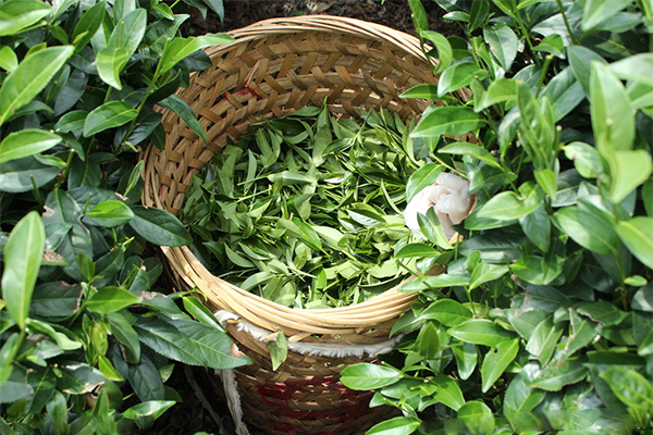 晨晖茶业加盟费