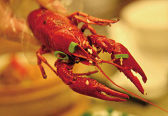 张鸿运小龙虾加盟