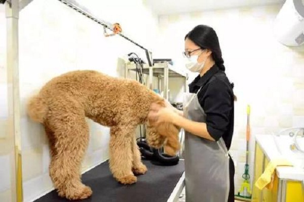 芭菲宠家宠物用品