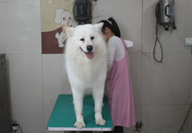 天使宠物诊所加盟门店