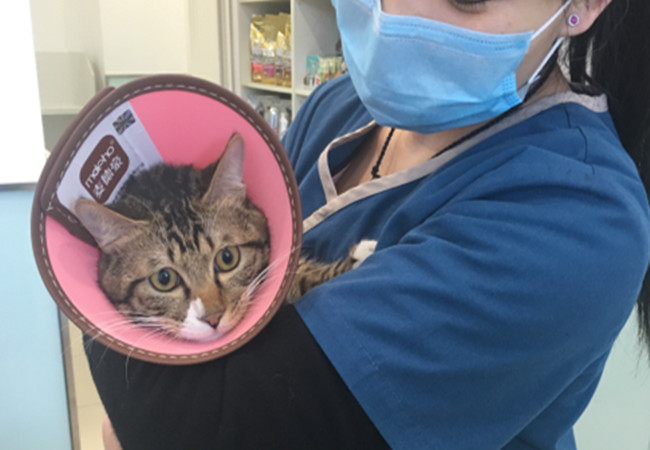 哈妮宠物加盟费