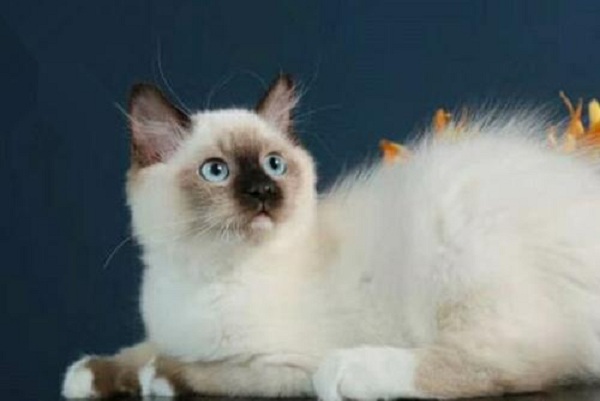 撕家宠物俱乐部