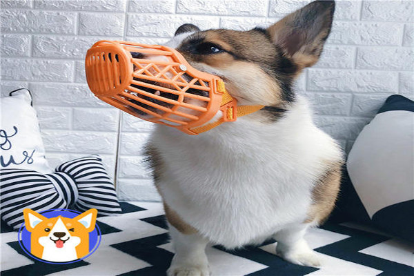 多格漫宠物加盟费