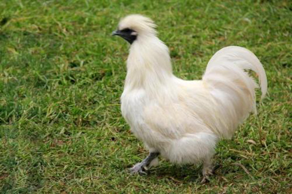 泰和乌鸡加盟费