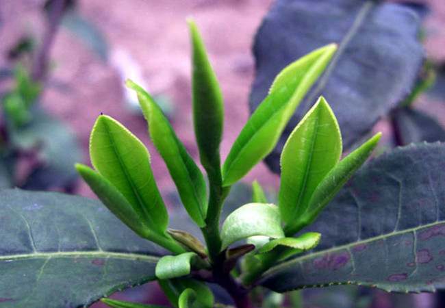 乌牛早茶加盟费