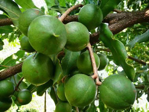 树上坚果加盟店