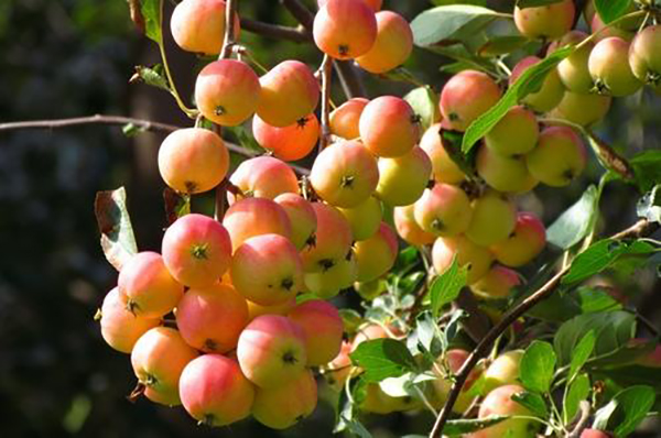 淡七果子加盟店