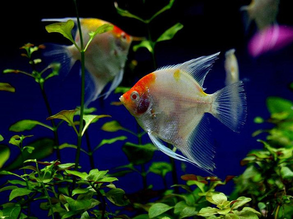 【观赏鱼水族馆加盟】观赏鱼水族馆邀请您一起赚钱！