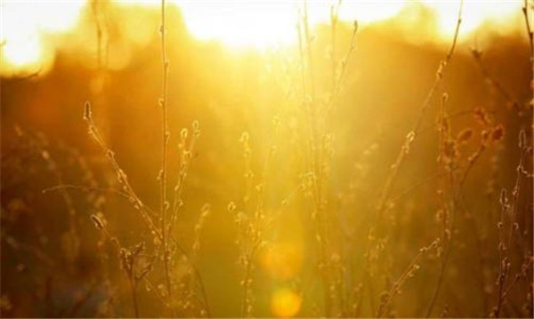 阳光生涯加盟店