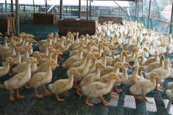 鸭子养殖