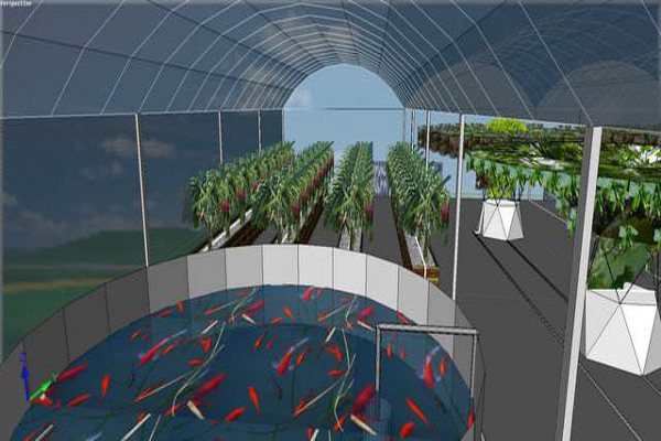 鱼菜共生加盟费