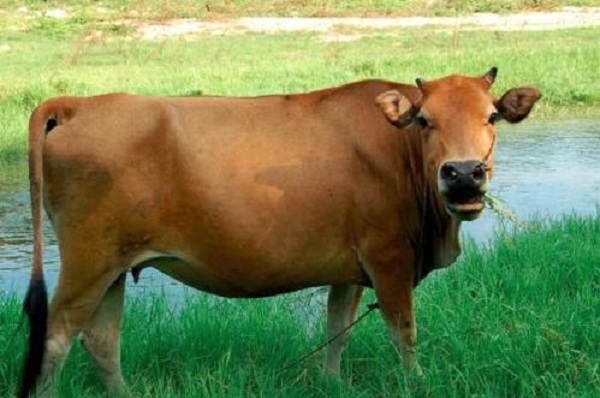 肉牛养殖
