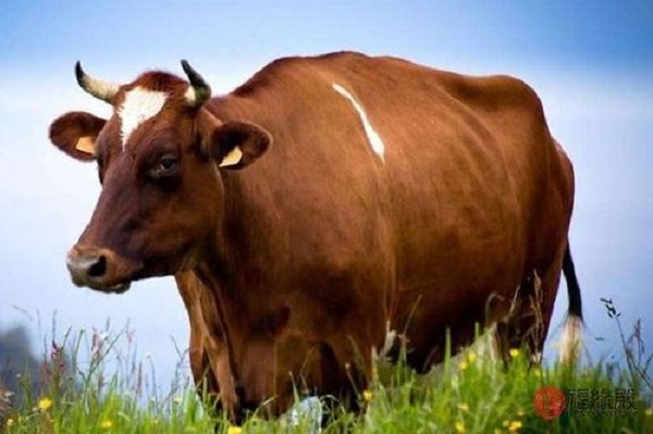肉牛养殖