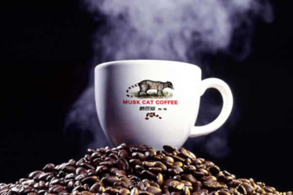 麝香猫咖啡加盟费