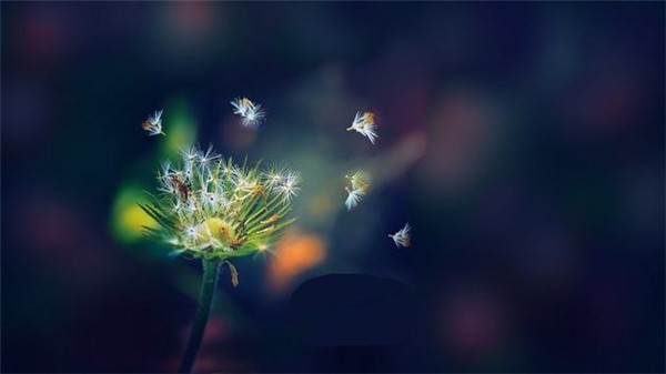 蒲公英教育加盟店