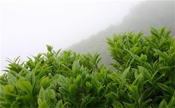 高山云雾茶叶