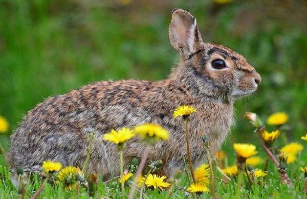 野兔养殖加盟费