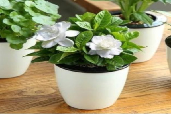 绿植花卉