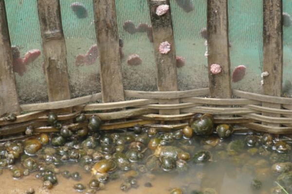 田螺养殖加盟费