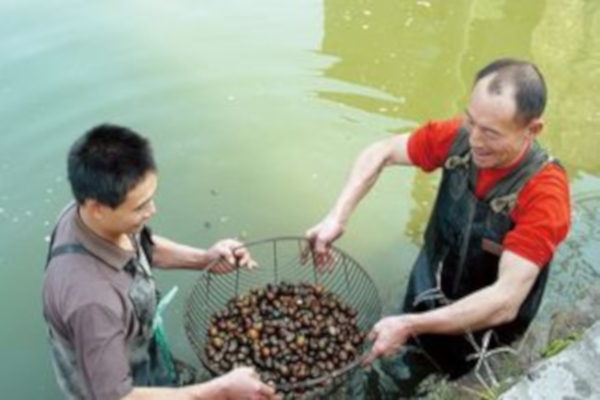 田螺养殖加盟店