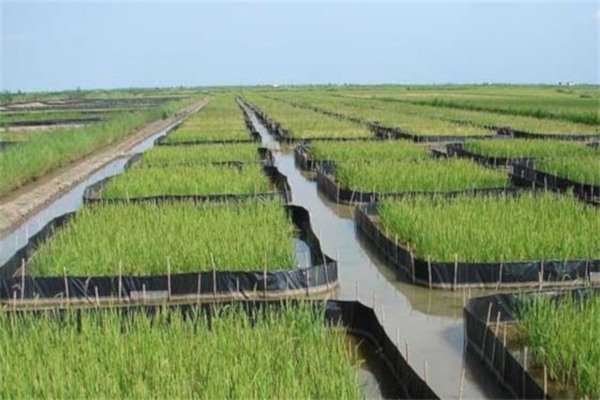 田螺养殖加盟费