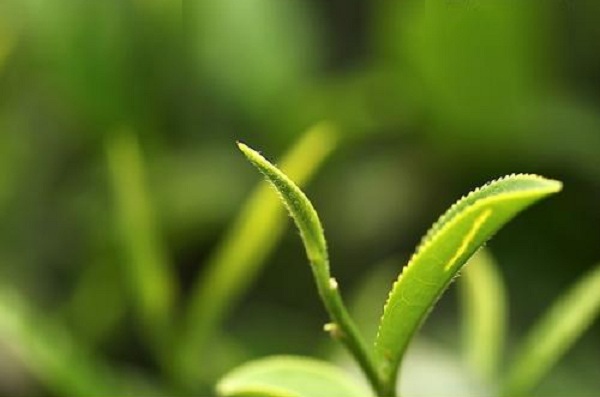 绿茶加盟_绿茶利润丰厚前景广！