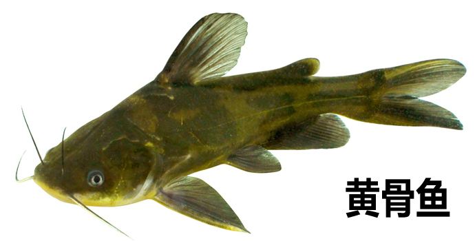 黄骨鱼养殖加盟费