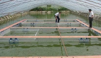 黄骨鱼养殖加盟费