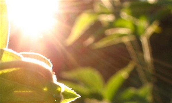 御夫子大语文加盟店