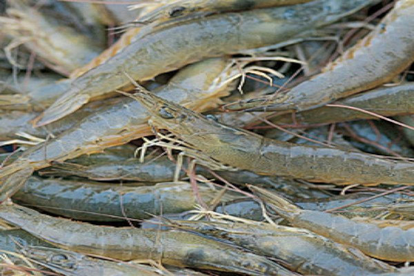 对虾养殖加盟费