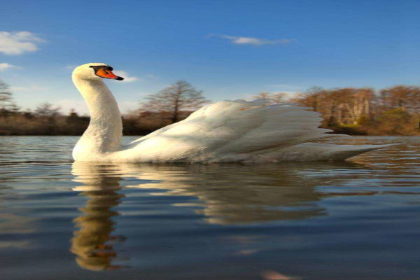 天鹅养殖加盟费