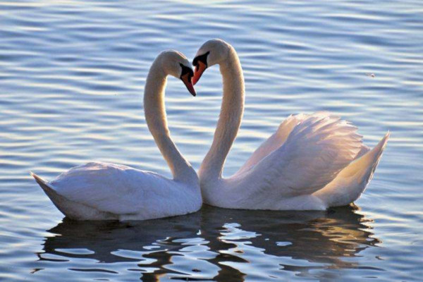 天鹅养殖加盟费