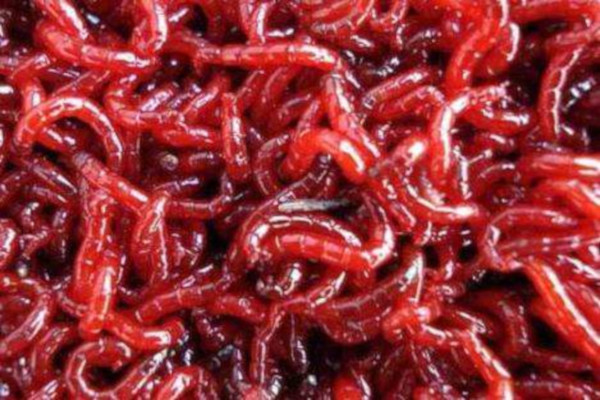 红虫养殖加盟费